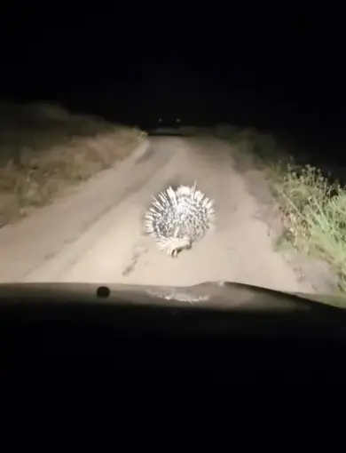 Elazığ’da oklu kirpi görüntülendi
