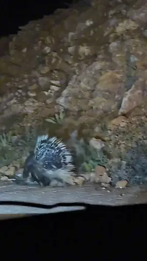 Elazığ’da oklu kirpi görüntülendi
