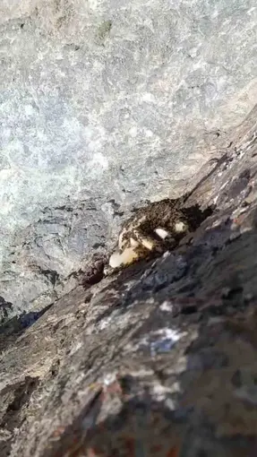 Elazığ’da sarp kayalıklarda oluşan doğal kaya balı bulundu
