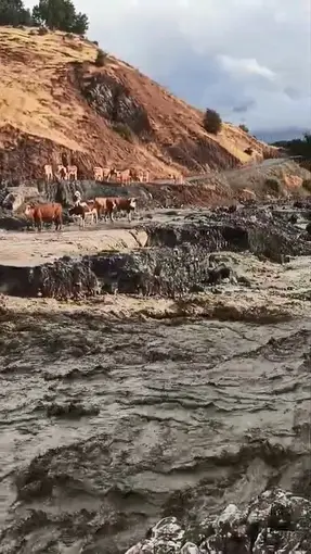 Elazığ’da selde inekler mahsur kaldı
