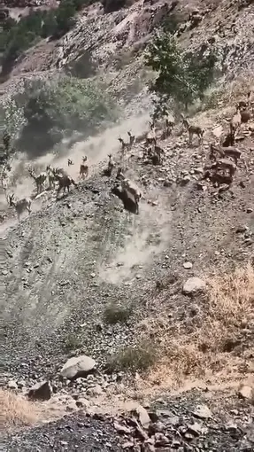Elazığ’da sürü halinde dağ keçileri görüldü
