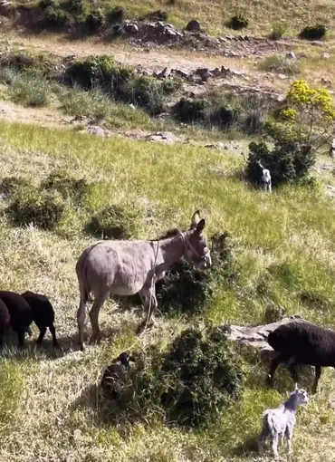 Elazığ’da sürüden ayrılan eşeği dronun sesi geri getirdi
