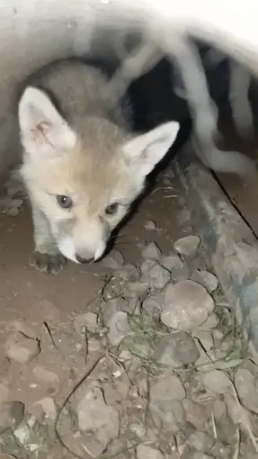 Elazığ’da tilki yavruları yuvalarında görüntülendi

