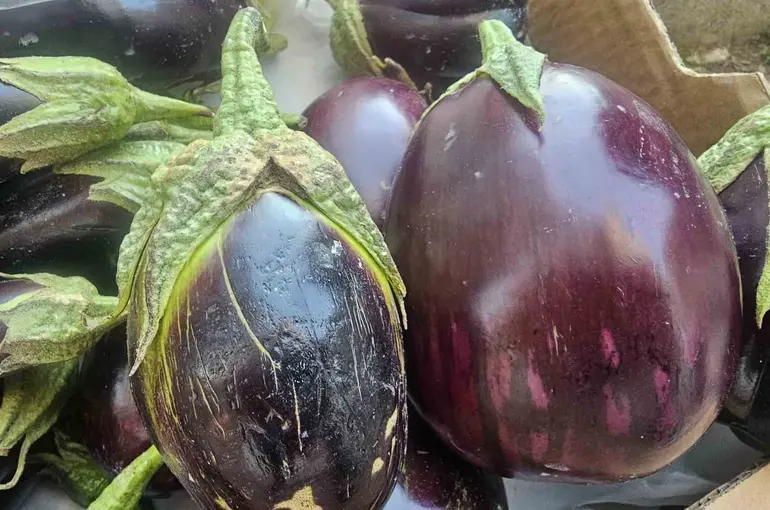 Elazığ’da tombul patlıcanlar dikkat çekiyor
