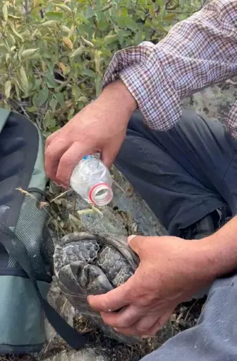 Elazığ’da yangından kaçan kaplumbağaya vatandaşlar sahip çıktı
