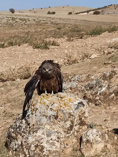 Elazığ’da yaralı ve bitkin çaylak kuşu bulundu
