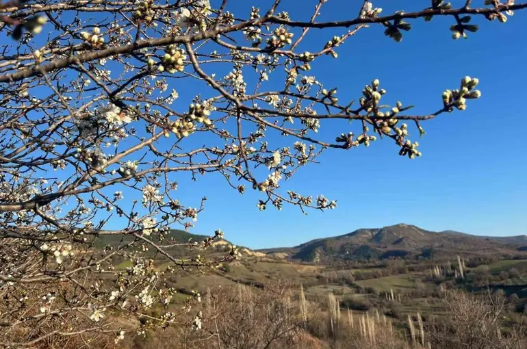 Emet’te badem ağaçları çiçek açtı
