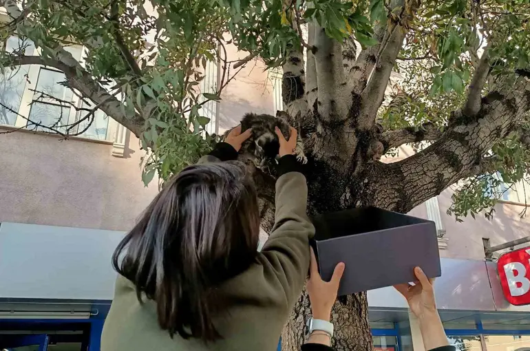 Erzincan’da ağaca çıkan yavru kedi yaş mamayla ikna edilerek kurtarıldı
