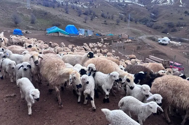 Erzincan’da baharın gelişiyle koyun-kuzu buluşmaları renkli görüntüler sundu
