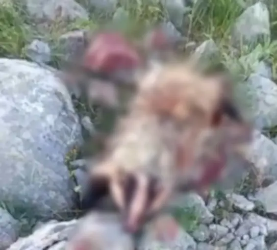Erzincan’da köpeklerin saldırısına uğrayan porsuk telef oldu

