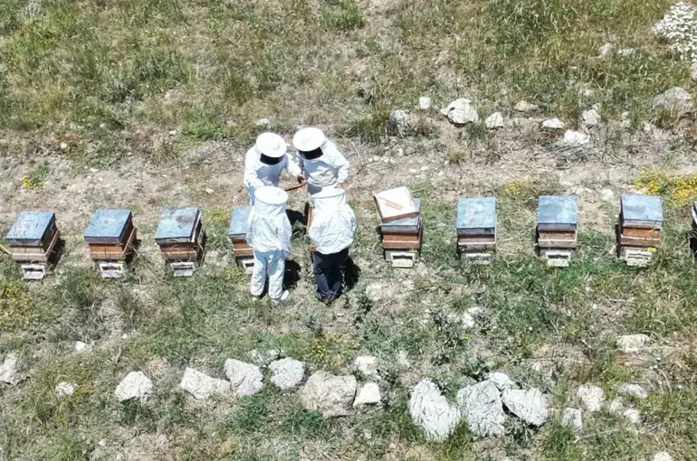 Erzincan’da kovanlar bal doldu, arıcılar hasadı bekliyor
