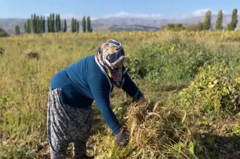 Erzincan’da kuru fasulyenin hasadına başlandı
