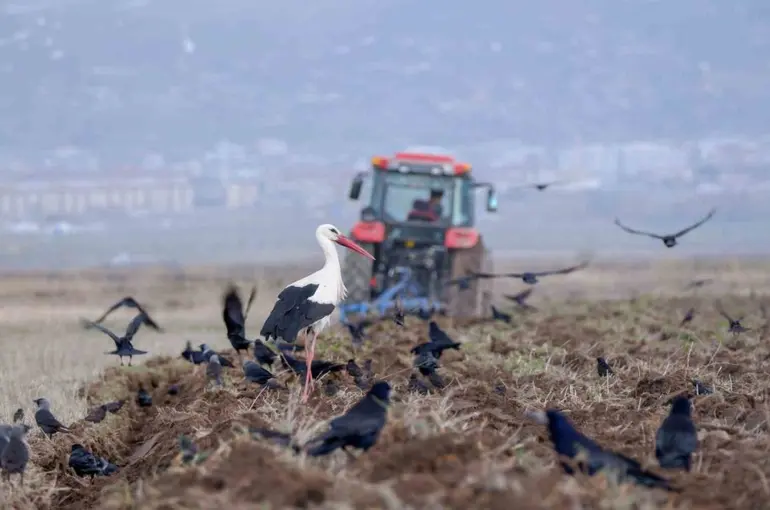 Erzincan’da zirai don uyarısı
