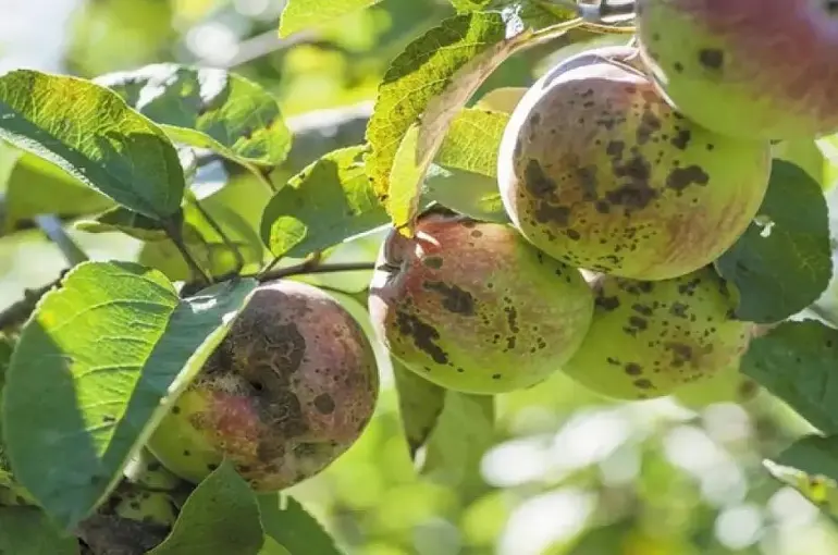 Erzincanlı üreticilere kara leke hastalığı uyarısı
