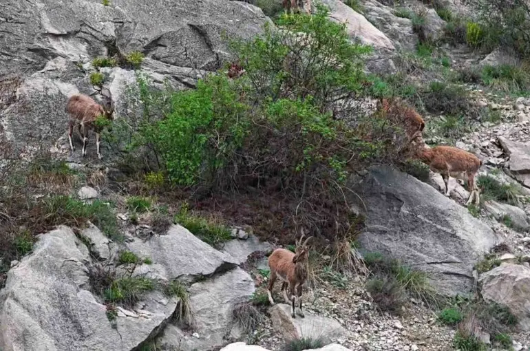 Erzurum’da dağ keçileri ana yola indi
