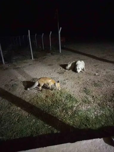 Eskişehir’de eve misafir olan tilki beslediler

