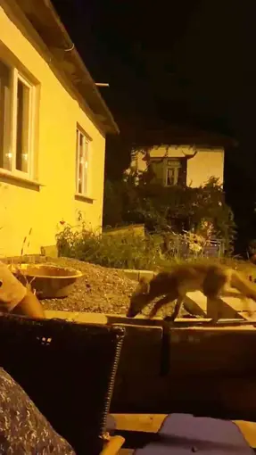 Evinin önüne gelen tilkiyi elleriyle besliyor
