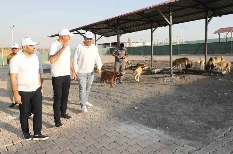 Eyyübiye, sokak hayvanları sorununu çözdü
