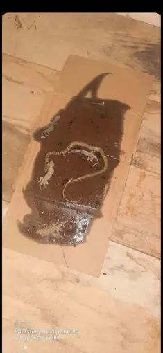 Fare yakalamak için kurulan tuzaktan adeta mini hayvanat bahçesi çıktı
