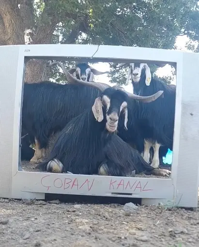Fenomen çoban bu kez ekran başına geçen keçisine seslendirme yaptı
