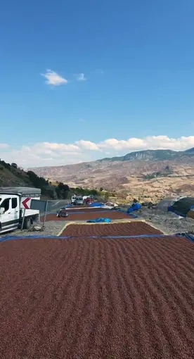 Fındık üreticilerinin güneş arayışı
