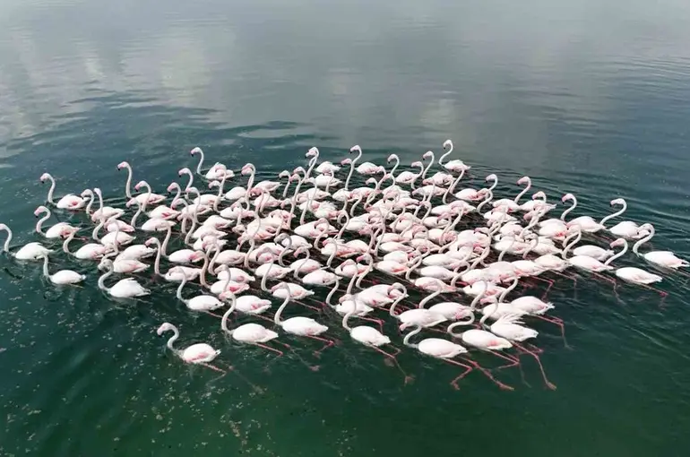Flamingoların Van Gölü kıyılarında renkli dansı hayranlık uyandırıyor
