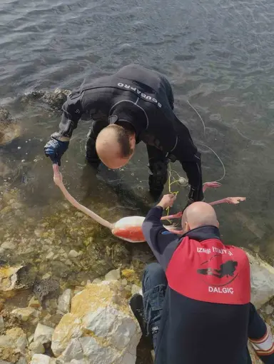 Flamingoya hayat veren kurtarma operasyonu
