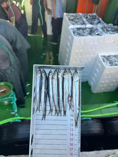 Gırgır teknelerinde balık boyu denetimi
