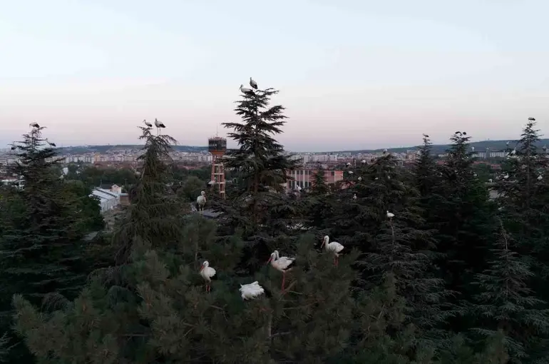Göç yolculuğuna mola veren leylekler dron ile görüntülendi
