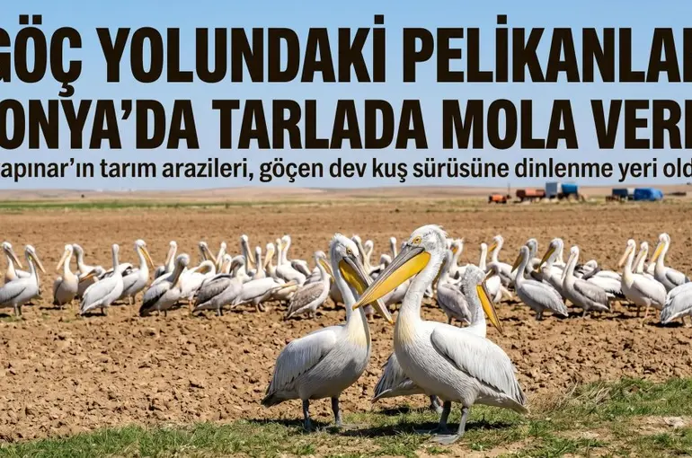 Göç yolundaki pelikanlar Konya'da tarlada mola verdi