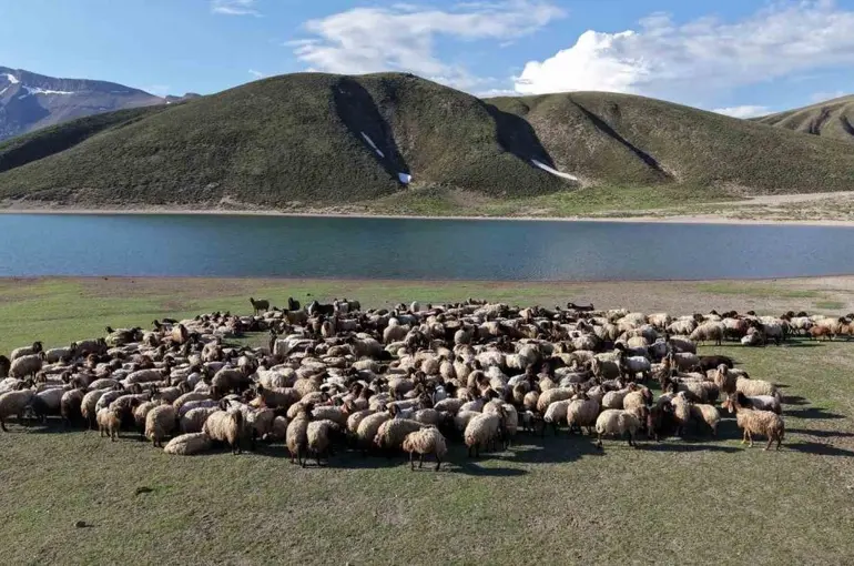 Göçerler 5 aylık yayla sezonunu Bitlis’te açtı
