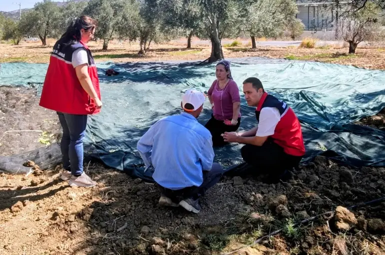 Gömeç te Zeytin Hasadına başlandı
