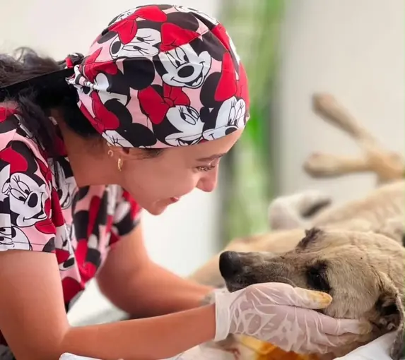Gözüne bağ çubuğu saplanan köpek yeniden hayata tutundu
