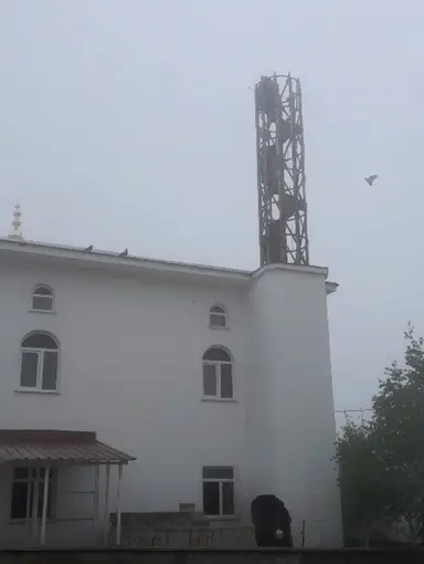 Güvercin yuvası minare yıkımını erteledi
