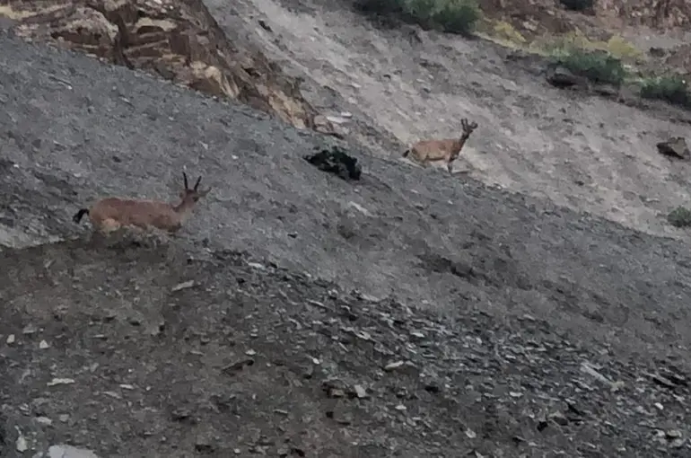 Hakkari’de dağ keçileri görüntülendi
