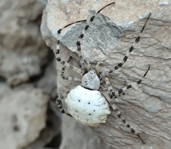 Hakkari’de dünyanın en zehirli örümcek türlerinden biri görüldü
