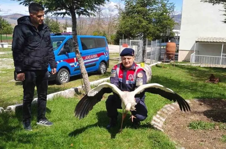Hasta leylek koruma altına alındı
