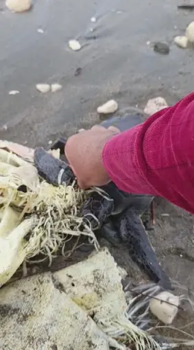 Hatay’da çuvala dolanan yavru deniz kaplumbağası belediye ekiplerinin dikkatiyle kurtuldu
