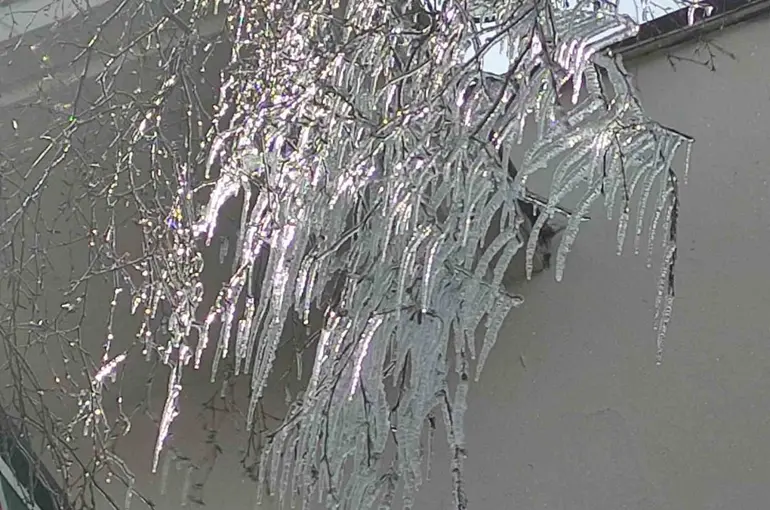 Hava sıcaklığı eksi 10’a düştü, ağaç dalları dondu
