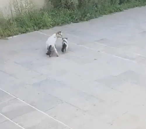 Havalandırma boşluğuna düşen yavru kediyi itfaiye kurtardı

