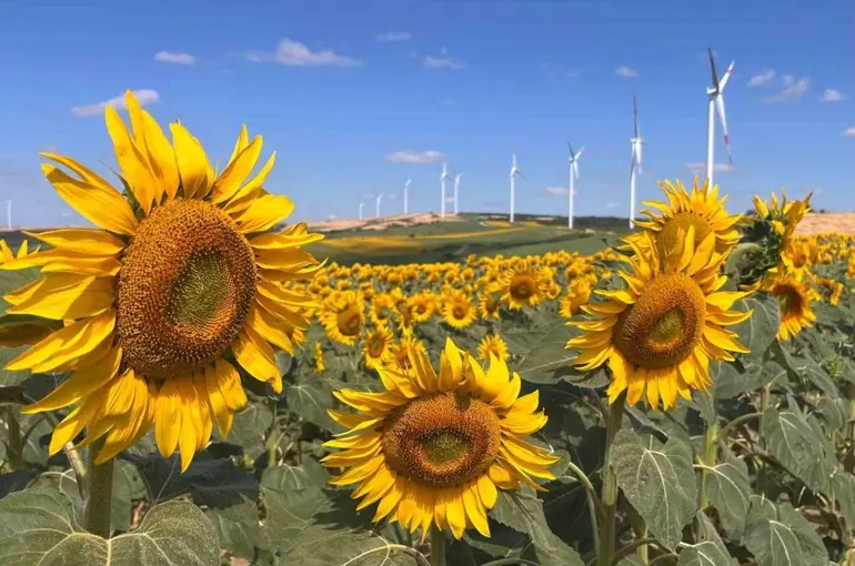 Hayrabolu’da ayçiçeği tarlaları görsel şölene dönüştü
