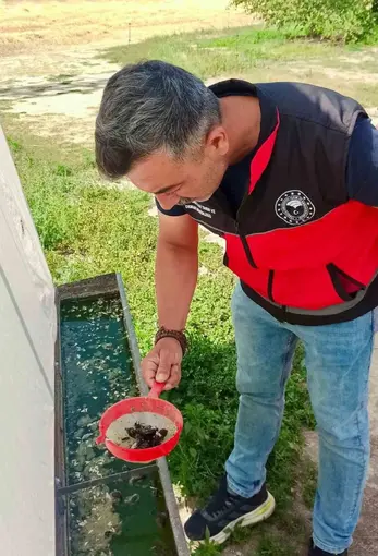 Haziran böceğiyle mücadele sürüyor

