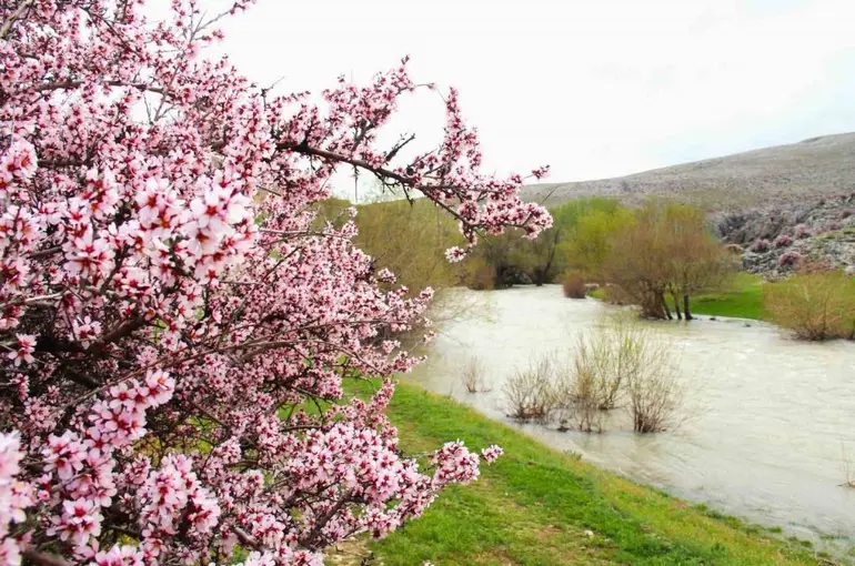 Hurman Çayı çevresinde yabani bademler pembe çiçek açtı
