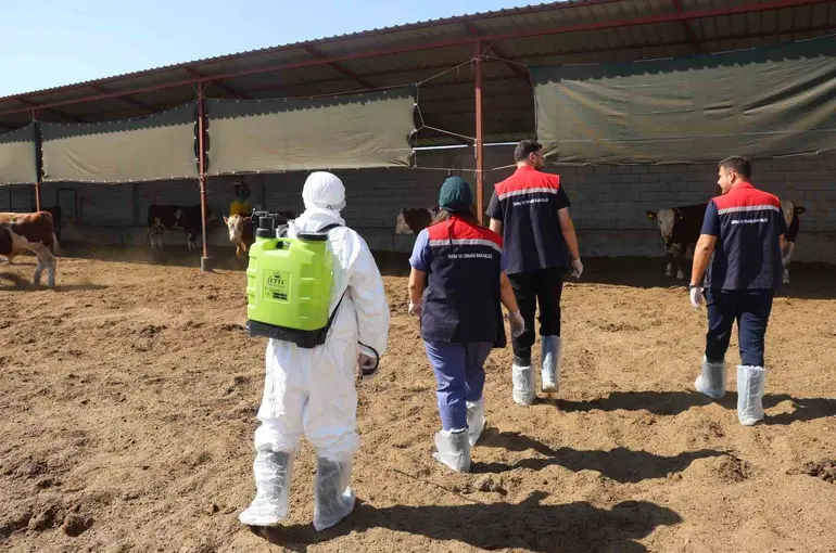 Iğdır’da hayvan sağlığı için aşılama ve dezenfeksiyon seferberliği
