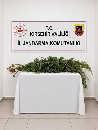 İkametlerde yapılan aramalarda 30 kök uyuşturucu ele geçirildi
