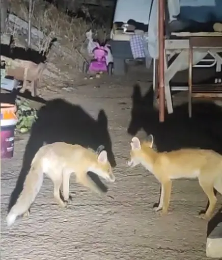 İki tilki akşamları bu evin misafiri
