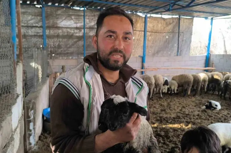 İlgi odağı olan çift başlı ve 4 gözlü kuzu 1 gün yaşayabildi
