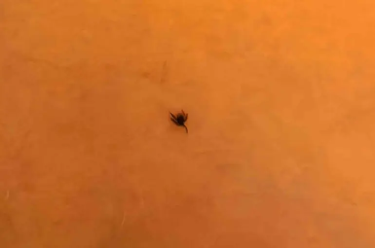 İnegöl’de kene alarmı
