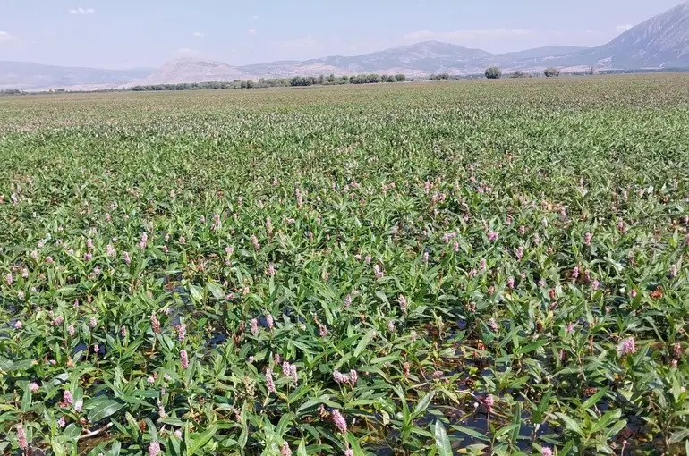 Işıklı Gölün 12 kilometrelik yeni rota doğaseverleri bekliyor
