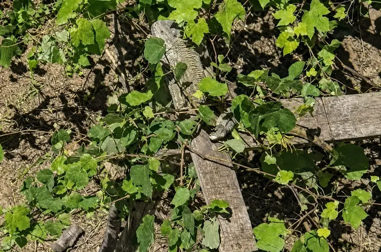 İtfaiyenin iguana mesaisi
